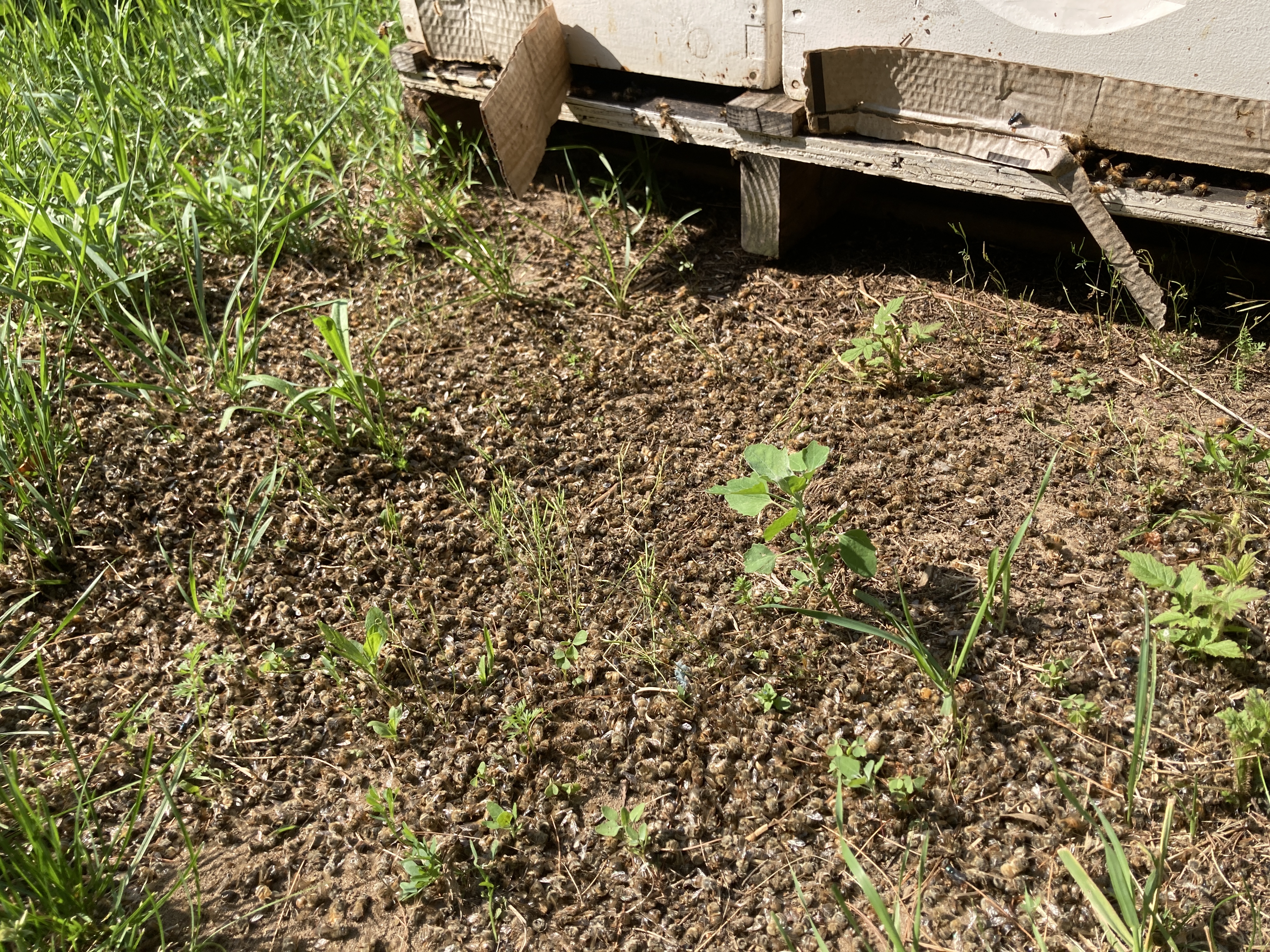 A pile of dead honey bees on the ground in front of hives.